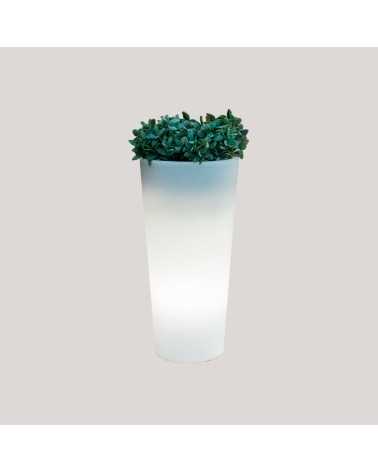 vaso FICUS 60